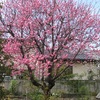 今日見頃の花