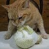 【猫動画】キャベツを一心不乱にムシャムシャ食べる猫さん