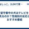 留守番中の犬はテレビを見るのか？性格別の反応とおすすめ番組