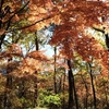 12月 紅葉散歩 :  東京都内の紅葉スポット「皇居東御苑」散策  見ごろ＆散策ルート・歩き方（二の丸雑木林 / 二の丸庭園 / 番所周辺 ）