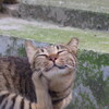 ８月５日　早朝の金沢ひがし茶屋街で猫さま歩き　＆　なぎさドライブウェイ　ほか