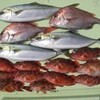 櫛崎沖の鯛釣り