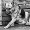 単純に疑問に思うのだけれど 人の中にはどうして 犬が悲しんでいるのか、喜んでいないのか、が分からない人がいるのだろう？