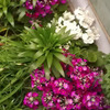 うちの花
