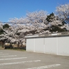 のと里山海道終点？の桜／白い紫蘭