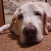 ブラッシングで分かる老犬の筋肉の落ち