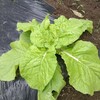 雨上がりに薬剤散布
