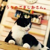 ねこ14話　ごましおハンター