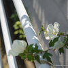 　都窪郡早島町の風景写真 - The flower of a guardrail