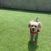【狭い庭でも作れる人工芝ドッグランDIY】愛犬が安全に走れる施工のコツと選び方｜エターナルターフ