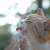 気が付けば？、７月も終わり。。