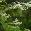 ８月２1日　誕生日の花・花言葉・歌句・万葉歌