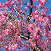 枝垂れ桜 満開！