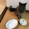 【ニトリ】タモン用に、猫&足あと模様のお皿を購入しました〜