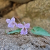 茂来山へ春の花を見に行ってきました