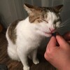 猫の綿菓子