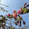 新発田市・大峰山桜公園の桜 2024(3/24)