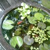 金魚元気な放置飼育 睡蓮鉢の金魚