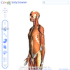 WebGLを使った人体標本「Google Body Browser」