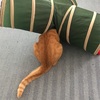 キャットトンネルで遊ぶ宙 その後