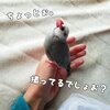 文鳥とのほのぼのひとこま／YouTube更新しました（ハムスター編）