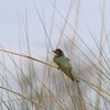 ルリホオハチクイ(Blue-cheeked Bee-eater)