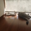 猫の色によって日なたで寝ている時の温度は違うのだろうか