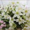 テラスの寄せ植えと花たち★隣の芝生は青い