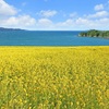 菜の花が食べられるのはいつ？毒がある？開いた花は？