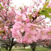 新発田市「加治川治水記念公園」早咲きの桜 2025(4/06)