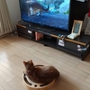 猫は猫動画が好き