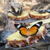 チャンギ国際空港の隠れたオアシス？「Butterfly Garden（バタフライ・ガーデン）」でトランジットを有効活用しよう