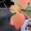 ブルーベリーの新芽