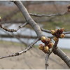 花粉が飛んでる。