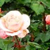 よしうみバラ公園のバラたち （64） ～ 花は心をあたためてくれる ～