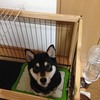 黒柴ちゃん 〜柴犬の飼育と記録〜