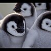 【総勢26羽】すごいのはパンダだけじゃなかった…白浜・アドベンチャーワールドのペンギンベイビーたちが可愛すぎる❗️
