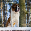 セントバーナードの特徴と魅力 - 大きな体格と捕犬としての能力に注目