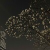 2025年3月25日（火）　朝 令 暮 改 