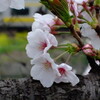 花散らしの雨