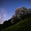 【天体撮影記 第128夜】 佐賀県  静寂に包まれた夜空の下に咲く納戸料の百年桜と夏の天の川