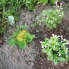 花苗植え付け完了💦　運よく夕立が多い
