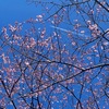 春の訪れのお話。