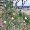 同じ地域なのにもう満開⁈