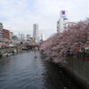 1年10日間の美しさ求めて桜植える日本人