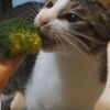 【かわいい】ブロッコリーをむしゃむしゃ食べる猫ちゃん【猫動画】