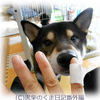 犬、膝蓋骨脱臼（動画）と私の指関節