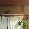 【申し訳程度にキャットウォーク的なものを設置してみたよ。】