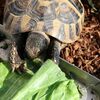 ヒガシヘルマンリクガメ～キャベツだよ