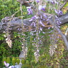 咲き始めました。庭の藤の花（2022年4月7日）